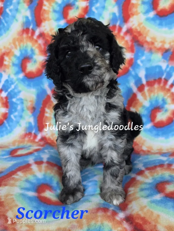 Scorcher – Saint Berdoodle puppy for sale in Cantonment, FL