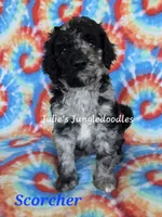 Scorcher, a male Saint Berdoodle for sale in Cantonment, FL – 1 of 3