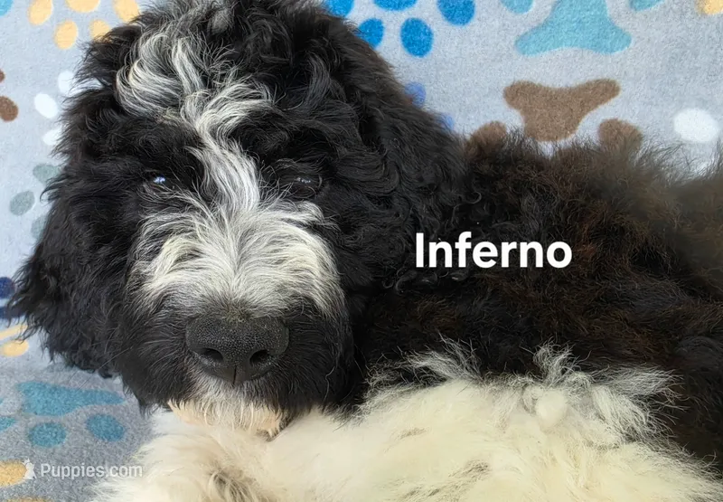 Inferno – Saint Berdoodle puppy for sale in Cantonment, FL