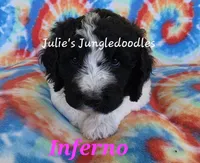 Inferno, a female Saint Berdoodle for sale in Cantonment, FL – 3 of 6