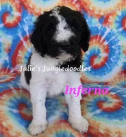 Inferno, a female Saint Berdoodle for sale in Cantonment, FL – 2 of 6