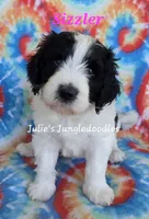 Sizzler, a female Saint Berdoodle for sale in Cantonment, FL – 6 of 6