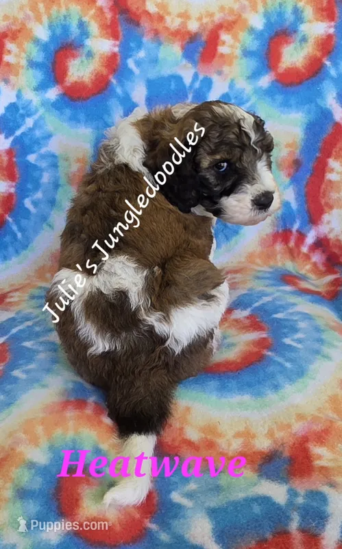 Heatwave – Saint Berdoodle puppy for sale in Cantonment, FL