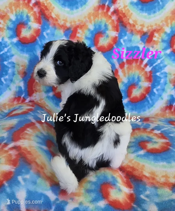 Sizzler – Saint Berdoodle puppy for sale in Cantonment, FL