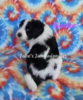Sizzler, a female Saint Berdoodle for sale in Cantonment, FL – 1 of 6