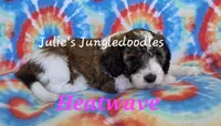 Heatwave, a female Saint Berdoodle for sale in Cantonment, FL – 5 of 6