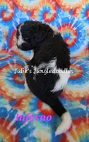 Inferno, a female Saint Berdoodle for sale in Cantonment, FL – 6 of 6