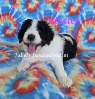 Sizzler, a female Saint Berdoodle for sale in Cantonment, FL – 4 of 6