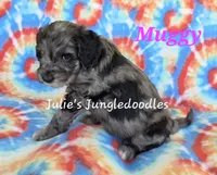 Muggy, a female Saint Berdoodle for sale in Cantonment, FL – 5 of 6
