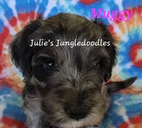 Muggy, a female Saint Berdoodle for sale in Cantonment, FL – 4 of 6