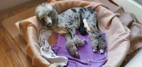 Brindle pointed phantom girl, a female Saint Berdoodle for sale in Cantonment, FL – 4 of 5