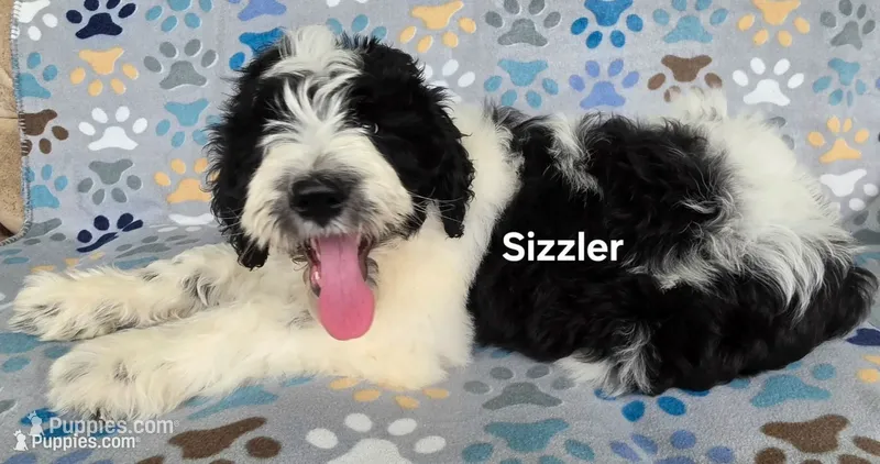 Sizzler – Saint Berdoodle puppy for sale in Cantonment, FL