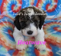 Heatwave, a female Saint Berdoodle for sale in Cantonment, FL – 4 of 6