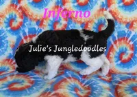 Inferno, a female Saint Berdoodle for sale in Cantonment, FL – 4 of 6