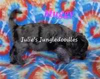 Muggy, a female Saint Berdoodle for sale in Cantonment, FL – 2 of 6