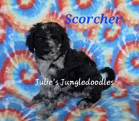 Scorcher, a male Saint Berdoodle for sale in Cantonment, FL – 3 of 3