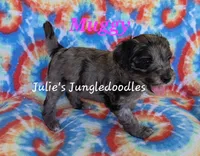Muggy, a female Saint Berdoodle for sale in Cantonment, FL – 6 of 6