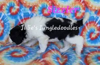 Sizzler, a female Saint Berdoodle for sale in Cantonment, FL – 3 of 6