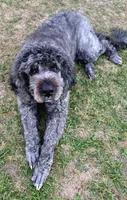 Apricot and White Boy , a male Saint Berdoodle for sale in Cantonment, FL – 5 of 5