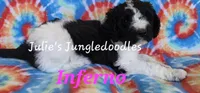 Inferno, a female Saint Berdoodle for sale in Cantonment, FL – 5 of 6