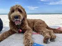 Brandy, a female Goldendoodle for sale in North Fort Myers, FL – 2 of 4