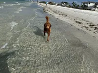 Brandy, a female Goldendoodle for sale in North Fort Myers, FL – 3 of 4
