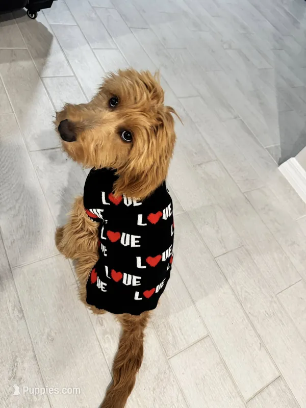 Brandy – Goldendoodle puppy for sale in North Fort Myers, FL
