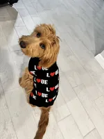 Brandy, a female Goldendoodle for sale in North Fort Myers, FL – 1 of 4
