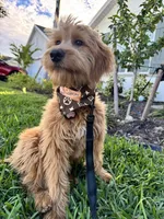 Brandy, a female Goldendoodle for sale in North Fort Myers, FL – 4 of 4