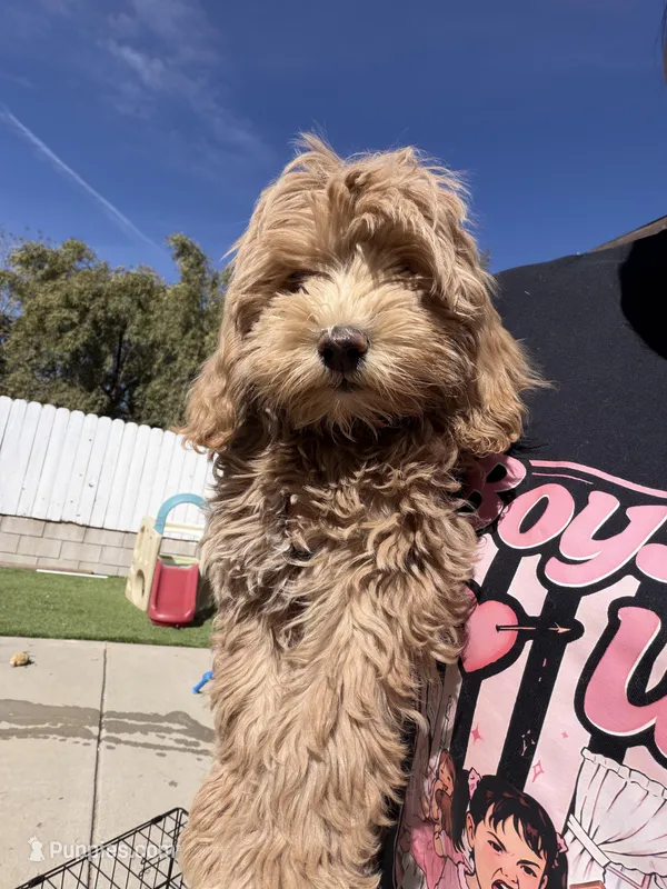 Belle – Cavapoo puppy for sale in Cherry Valley, CA