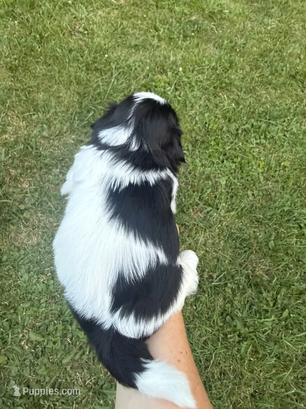 Oreo – Shih Tzu puppy for sale in Butler, PA