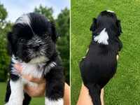 Sonny, a male Shih Tzu for sale in Butler, PA – 3 of 3