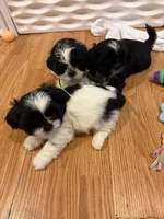 Oreo, a male Shih Tzu for sale in Butler, PA – 3 of 3