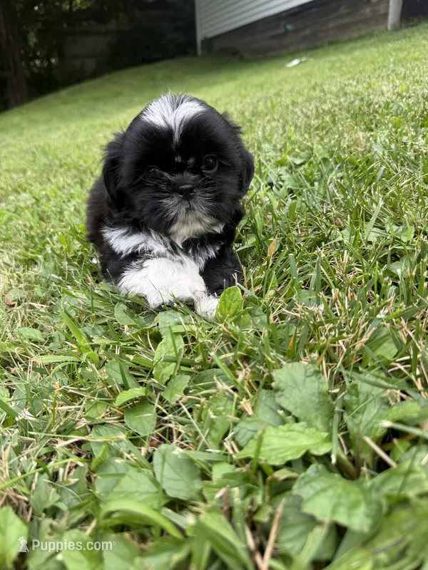 Sonny – Shih Tzu puppy for sale in Butler, PA