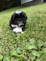 Sonny, a male Shih Tzu for sale in Butler, PA – 1 of 3