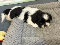Oreo, a male Shih Tzu for sale in Butler, PA – 2 of 3