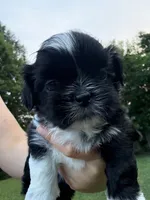 Sonny, a male Shih Tzu for sale in Butler, PA – 2 of 3