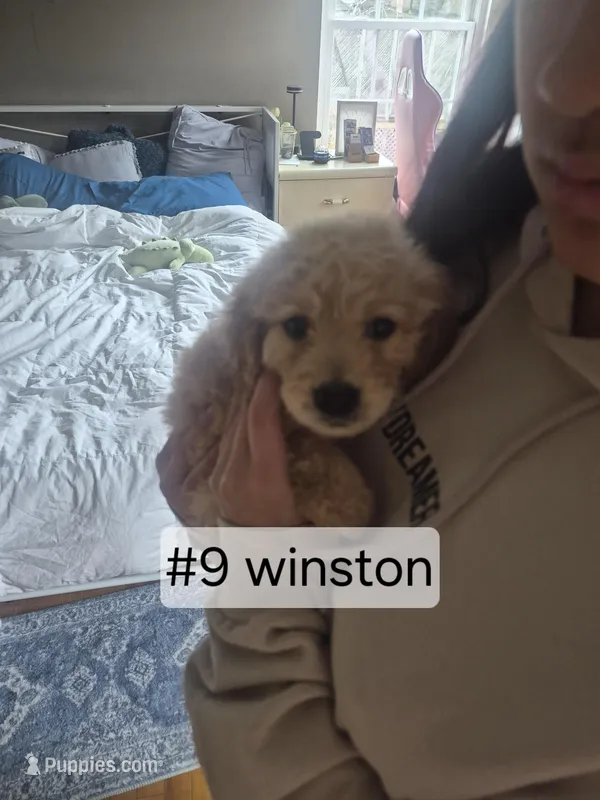 Winston – Goldendoodle puppy for sale in Hendersonville, TN