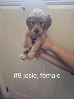 Multiple, a female Goldendoodle for sale in Hendersonville, TN – Photo 2 of 7