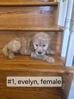 Multiple, a female Goldendoodle for sale in Hendersonville, TN – Photo 6 of 7