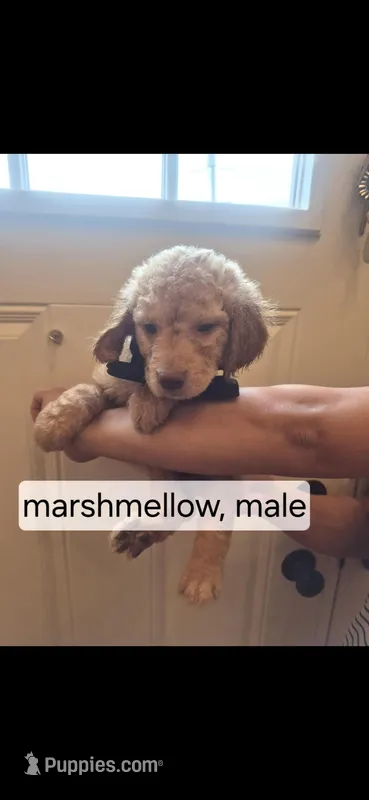 Marshmellow – Goldendoodle puppy for sale in Hendersonville, TN