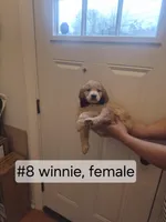 Multiple, a female Goldendoodle for sale in Hendersonville, TN – Photo 4 of 7