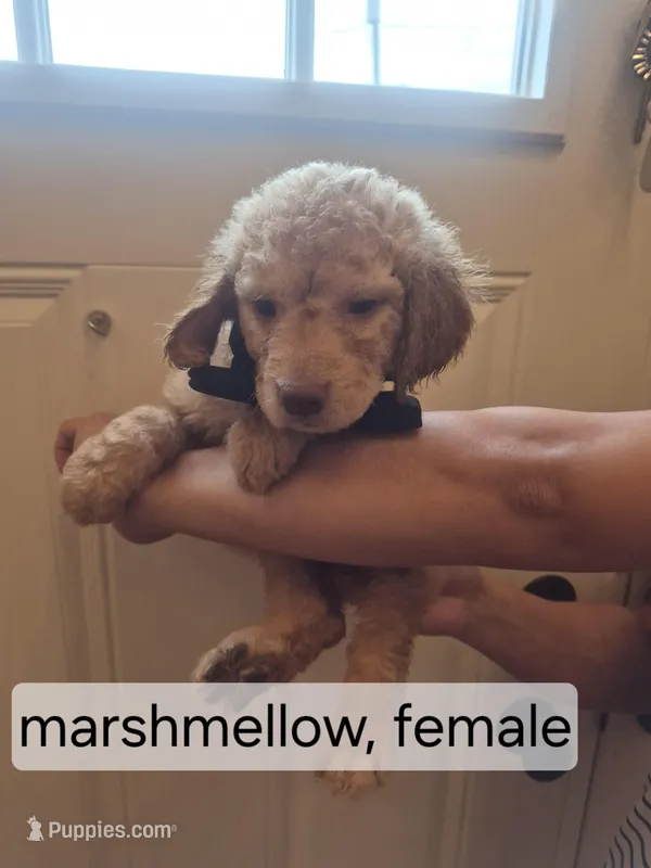 Multiple – Goldendoodle puppy for sale in Hendersonville, TN