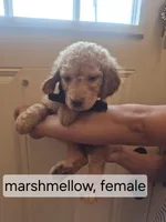 Multiple, a female Goldendoodle for sale in Hendersonville, TN – Photo 1 of 7