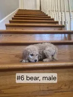 Bear, a male Goldendoodle for sale in Hendersonville, TN – 1 of 1