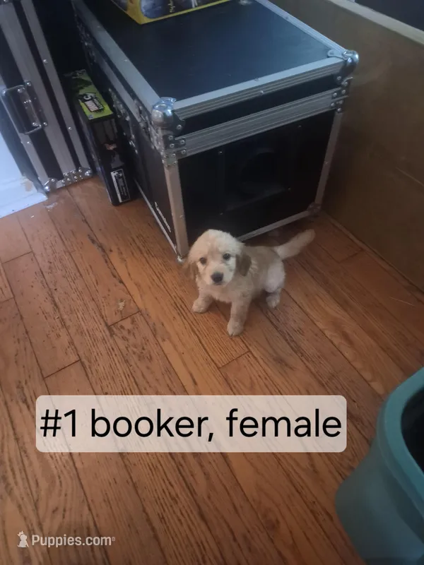 Booker – Goldendoodle puppy for sale in Hendersonville, TN