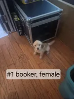 Booker, a female Goldendoodle for sale in Hendersonville, TN – 1 of 1