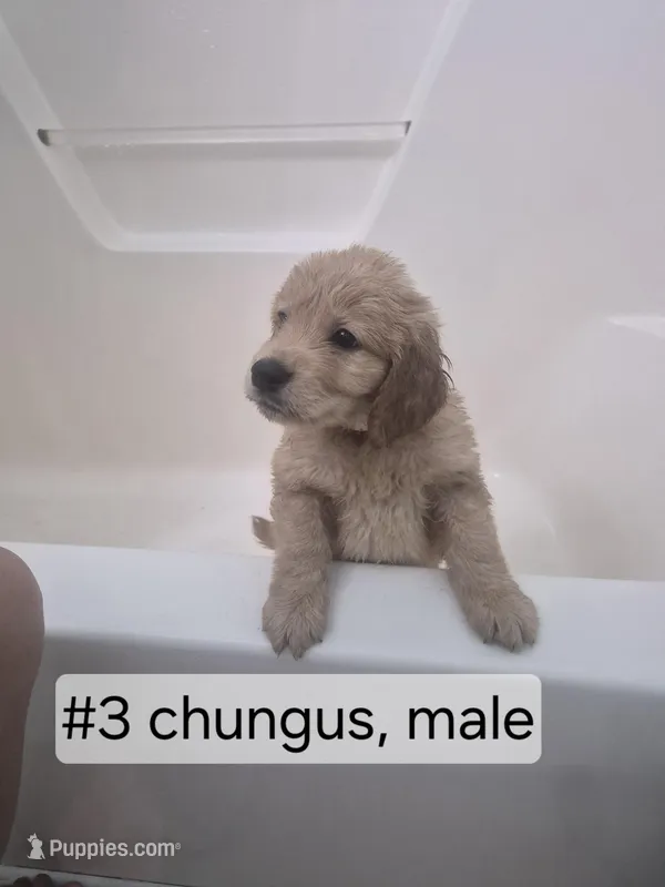 Chungus – Goldendoodle puppy for sale in Hendersonville, TN