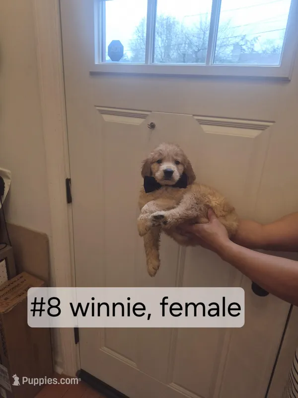 Winnie – Goldendoodle puppy for sale in Hendersonville, TN