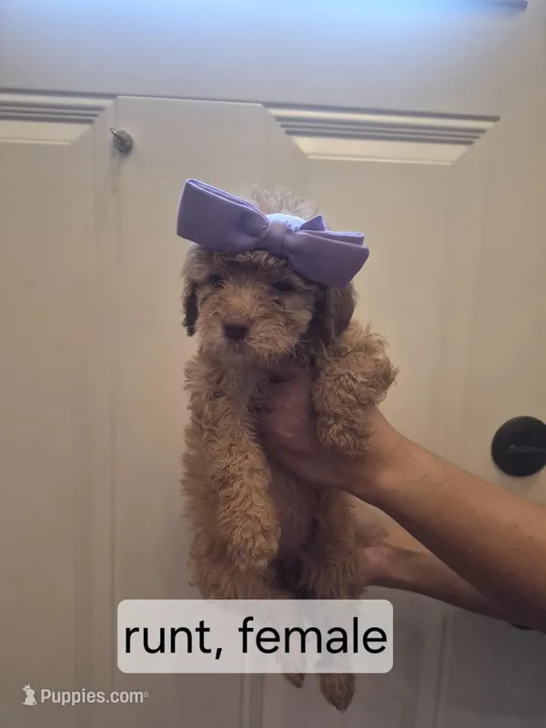 Runt – Goldendoodle puppy for sale in Hendersonville, TN
